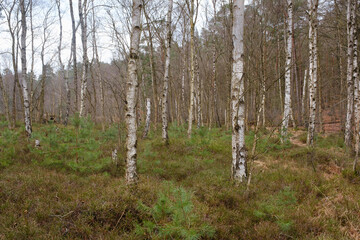 Obraz premium Birkenwald am Kesselmoor, Müritz Nationalpark, Mecklenburgische Seenplatte, Mecklenburg, Mecklenburg-Vorpommern, Deutschland, Europa