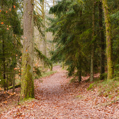 Weg durch den Tannenwald, Müritz Nationalpark, Mecklenburgische Seenplatte, Mecklenburg, Mecklenburg-Vorpommern, Deutschland, Europa