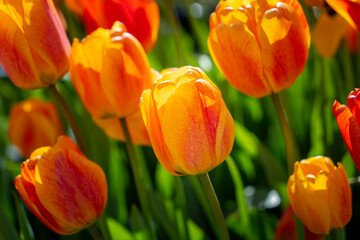 A beautiful close-up image of a field of orange tulips in full bloom. The tulips are lit by the sun, creating a vibrant and colorful display. King's Garden, Stockholm, Sweden.