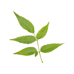 Fresh green wild neem leaves isolated on transparent background	
