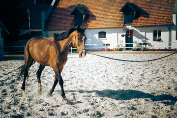 brown horse in the paddock, a sunny summer day at the horse farm