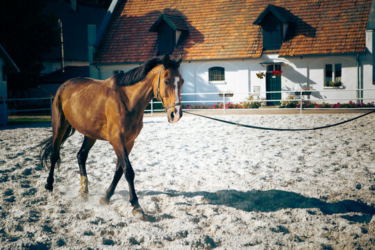 brown horse in the paddock, a sunny summer day at the horse farm - Powered by Adobe