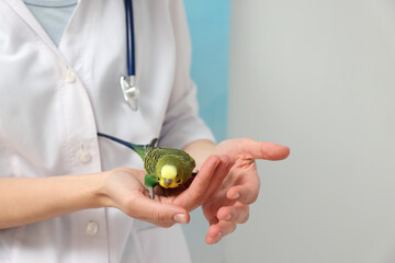 Veterinarian examining pet parrot on light background, closeup. Space for text
