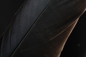 Beautiful bird feather on black background, closeup © New Africa