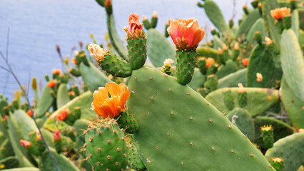 Kakteenblüten bei Cristo Rei auf Madeira