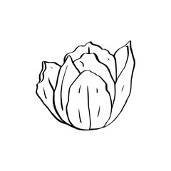 Monochrome line art tulip flower isolated on white background