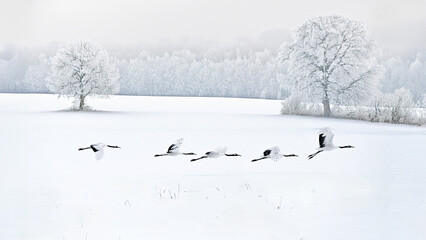 Snowfall Red-crowned crane in snow meadow, with snow storm, Hokkaido, Japan. Bird in fly, winter scene with snowflakes. Snow dance in nature. Wildlife scene from snowy nature. Cold winter. Snowy.