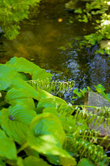green leaf in water