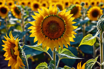 Fototapeta premium Detailed Close-Up of a Sunflower Field