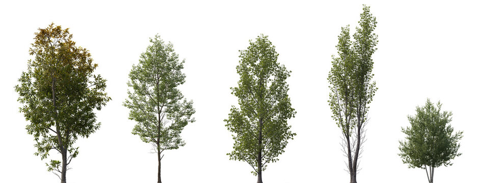 Tilia cordata, Populus tomentosa, Fraxinus ornus, Betula papyrifera set street summer trees medium size isolated png on a transparent background premium cutout overcast lighting