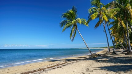 Coconut palm trees growing on a pristine sandy beach with turquoise blue water on a sunny day