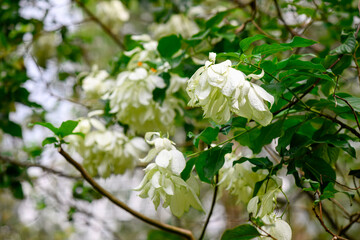 White Mussaenda plant, evergreen Asia Asian shrub, flag bush, Dhobi tree, tropical ornamental garden gardening design, nature natural environment