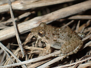 藪から出てきたヌマガエル