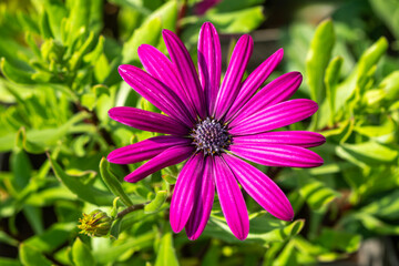 Obraz premium Osteospermum 'Tresco Purple' a summer flowering plant with a purple summertime flower commonly known as African or Cape Daisy, stock photo gardening image