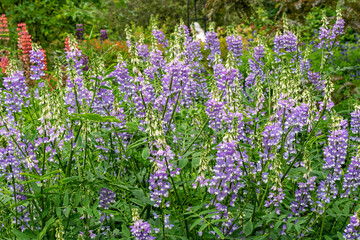 Obraz premium Galega officinalis 'His Majesty' a summer flowering plant with a purple and white summertime flower commonly known as Goat's rue, stock photo gardening image