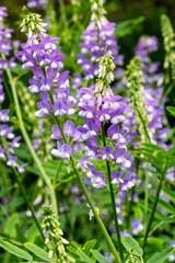 Galega officinalis 'His Majesty' a summer flowering plant with a purple and white summertime flower commonly known as Goat's rue, stock photo gardening image