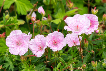 Geranium sanguineum 'Striatum' an herbaceous perennial spring summer flowering plant with a pale lilac pink springtime flower commonly known as striped body cranesbill, stock photo image