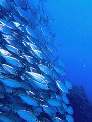 School of fish with many small fish in the sea of ​​Curacao © A.Freund