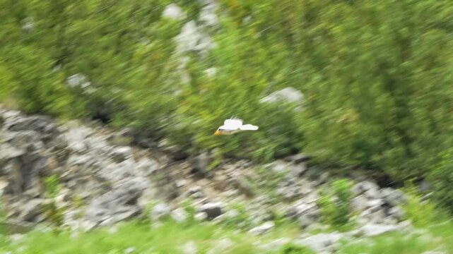 an Egyptian Vulture (Neophron percnopterus, Alimoche Com&uacute;n) in flight, mountain gorge backdrop