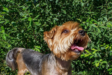 Yorkshire terrier. A funny, adorable, thoroughbred dog. Pets.