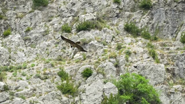an extremely rare lammergeier bearded vulture (ossifrage, gypaetus barbatus) in flight, mountain gorge backdrop