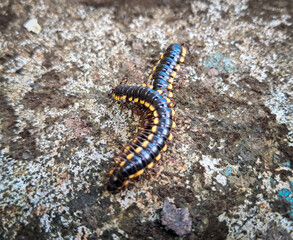 millipedes with black and yellow on the ground