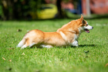 Beautiful purebred Pembroke Welsh Corgi dog posing outdoor, blurred and calm green background, summer colors. Close up pet portrait in high quality.