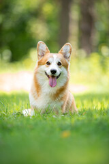 Beautiful purebred Pembroke Welsh Corgi dog posing outdoor, blurred and calm green background, summer colors. Close up pet portrait in high quality.