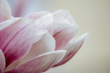 Magnolia Sulanjana flowers with petals in the spring season. beautiful pink magnolia flowers in spring, selective focusing.