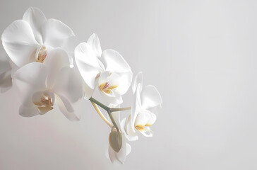 Clean background of flowers