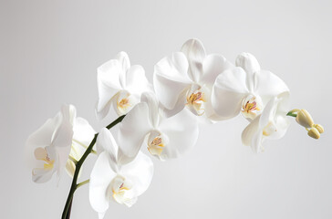 Clean background of flowers