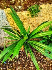 aloe vera plant