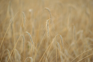 Fototapeta premium mature wheat field close-up in summer