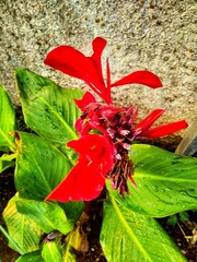 red and green plant