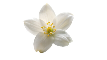 White jasmine flowers isolate on transparent background