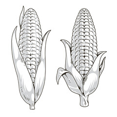 Corn cobs set stickers monochrome