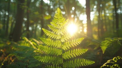Fototapeta premium Fern leaf with sunlight shining through. Perfect for projects about nature, tranquility, or growth.