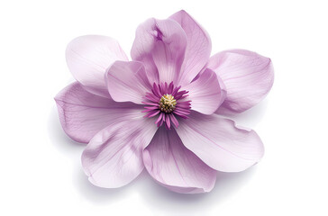 Obraz premium Clean background of flowers