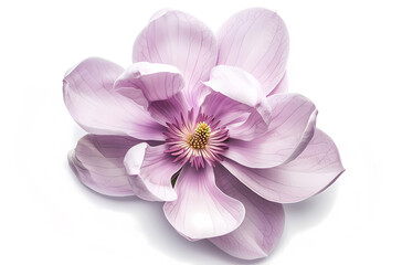 Obraz premium Clean background of flowers