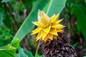 Musella lasiocarpa golden lotus, yellow banana plant flower, tropical foliage garden gardening design, close closeup detail, botany botanical background