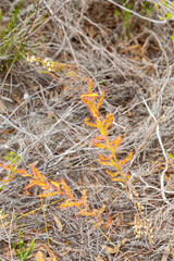 Drosera cistiflora (a carnivorous plant) in natural habitat near Stanford, Western Cape South Africa