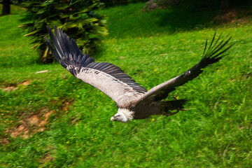 Great  Vulture bird in flight iaken in park in Spain