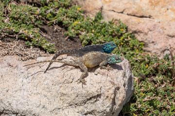 Two southern Rock Agama (Agama atra) seen close to Betty's Bay in the Western Cape of South Africa