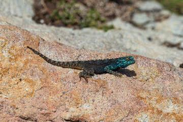 The southern Rock Agama (Agama atra) seen close to Betty's Bay in the Western Cape of South Africa