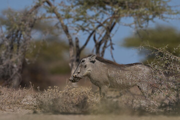 Warthog (Phacochoerus aethiopicus) approaching a waterhole in Onguma Nature Reserve bordering Etosha National Park, Namibia.