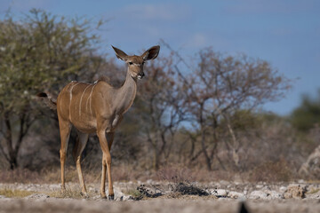 Female Greater Kudu (Tragelaphus strepsiceros) at a waterhole in Onguma Nature Reserve bordering Etosha National Park, Namibia.