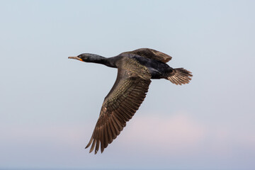 Bird in flight: Flying Cape Cormorant (Phalacrocorax capensis) taken at Stony Point in the Western Cape of South Africa