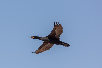 Bird in flight: Flying Cape Cormorant (Phalacrocorax capensis) taken at Stony Point in the Western Cape of South Africa
