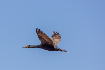 Bird in flight: Flying Cape Cormorant (Phalacrocorax capensis) taken at Stony Point in the Western Cape of South Africa