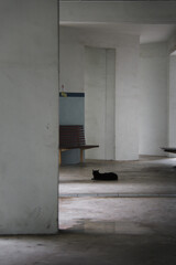 Black cat sitting on all fours on ground in urban concrete building environment.